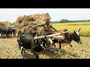 Paddy loaded from deep mud // Bullock cart // Bullock cart heavy paddy load