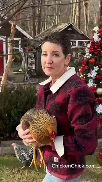 13K views · 877 reactions | This describe you at all?    #backyardchickens #petchickens #pov #chickens #chickenkeeping #chickenyard | The Chicken Chick | Facebook