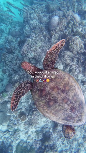 the philippines is turtle heaven 🥲🩵 #backpacking #backpackingphilippines #moalboal #turtle #philippines