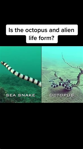 Is the Octopus an Alien Life Form? Unveiling Mysteries of Nature