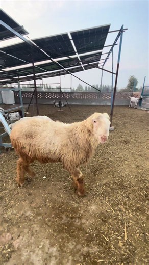 Understanding Aggression in Male Sheep