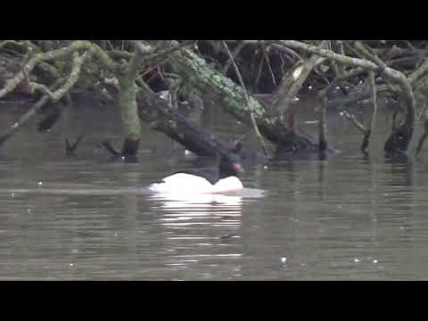 Taking A Break #WaterLovelyBird #commongoosander #goosander #waterbirds #aquaticbirds #wildanimals