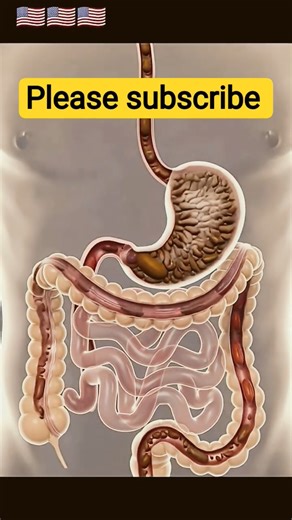 Digestive System
