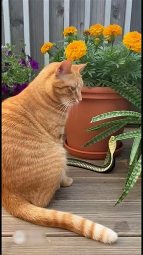 萌宠计划：“喵！吓死本喵了，谁放的假蛇？"🐱🐍Cute Pet Mission: Meow! Who Put That Fake Snake Here? Scared Me to Death! 🐱🐍