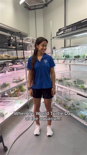We’re shellebrating World Turtle Day today & everyday! 🐢🎉 What’s your favorite turtle species? ⬇️ #worldturtleday #tennesseeaquarium | Tennessee Aquarium