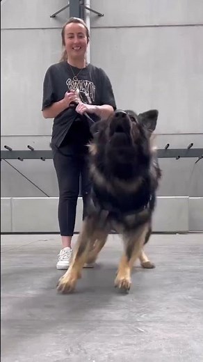 Sable German shepherd || wolf track