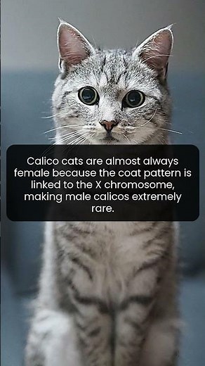 Male calico cats are incredibly rare because the genetics of their coat color usually require two X