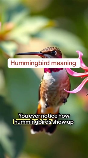 Why Hummingbirds in Appalachia are believed to be signs, not just birds Appalachian folklore. Hummingbird meaning Applachia old ways old holler traditions Southern folklore mysteries Bird signs forgotten mountain rules Appalachian storytelling #appalachia #appalachianfolklore #hummingbird #appalachianmountains #spiritanimal