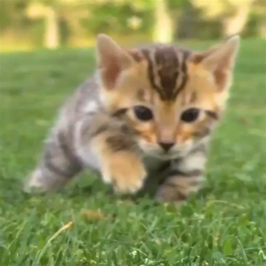 From puppy's first bowl to a kitten's first biscuit batch, here are some wholesome pet firsts! 😻 | The Pet Collective