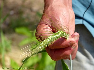 Bringing Back Ancient Grains and Seeds - BC Farms & Food