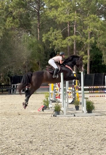 Amazing Show Day: Our Team's Success!