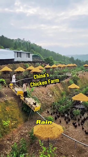 Innovative Chicken Feeding System Revolutionizes Farming