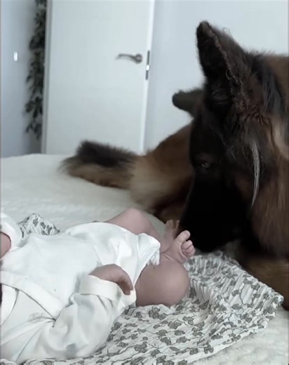 7.3K views · 263 reactions | Amazing German Shepherd Takes Care of Newborn Baby #pet #cuteanimals #viral | pet lovers | Facebook