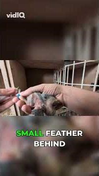 How To Ring a Baby Pigeon - The Feather Trick