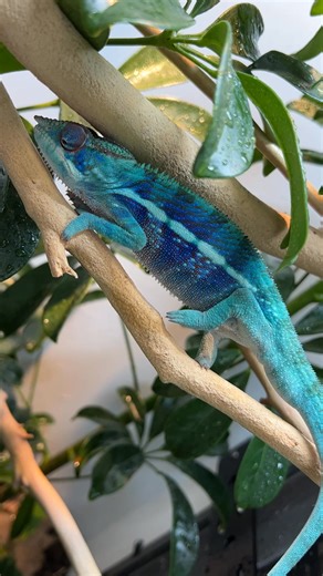 Everyone loves Chameleons! 😍 Or can at least agree that their colors are absolutely stunning 🤣 With so many different species and localities to choose from, they’re incredibly popular for a reason! Our LIVE customer service team is available to assist with any of your reptile shipping needs! Whether it be help on how to package a species correctly, questions about our products or labels, the shipping process, you name it! Let us be your trusted source for discounted shipping labels and supplie