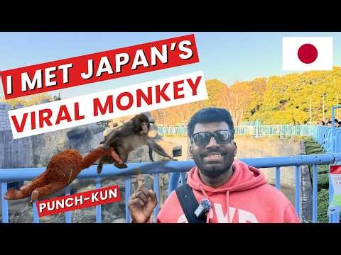 I Met Punch the Viral Monkey in Japan | Ichikawa Zoo Story | Indian in Japan