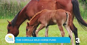 How the Corolla Wild Horse Fund preserves and protects OBX wildlife on Coast Live