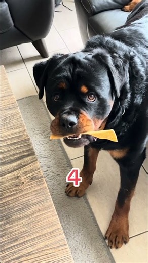 Love this trend #dogs #rottweiler #funny