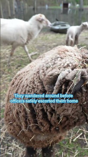 Wild police pursuit of sheep on the lam: Caught on Camera