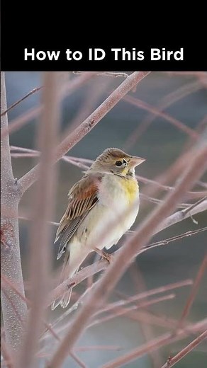 Can you identify this bird?