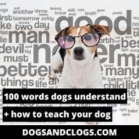 100 Words Dogs Understand   How To Teach Your Dog (2023) - DogsAndClogs