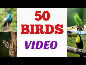 50 Birds Video
