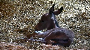 Donkey Cam - farm animals LIVE | Explore.org