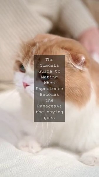The Tomcats Guide to Mating When Experience Becomes the PanaceaAs the saying goes...