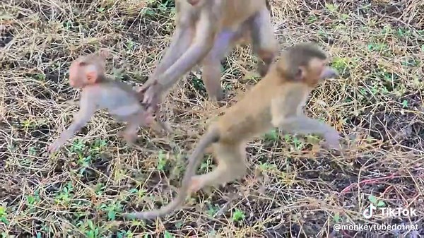 Cute small baby monkey life with mom care well #monkey #animals #wildlife #wildanimals #wildmonkey #babymonkey #newbornmonkey #baby #pet #Video #cutemonkey 35r6 (1 (4)