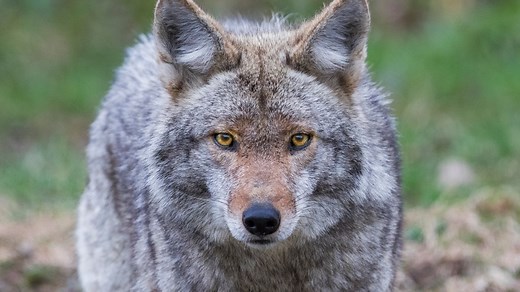 Tips on avoiding 'coyote conflicts'