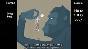 中英文字幕 TED《人类大脑最特别之处》神经学家苏珊娜带上她的侦探帽，带领我们探索这个神秘的大脑。通过制作“大脑汤剂”，她得到了一个惊人的结论。_哔哩哔哩_bilibili