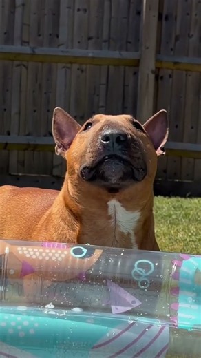How to fill up your pool A step by step guide, by Bean 🌊🐟💦🐬🏊 #bullterrierlove #bullterrierpics