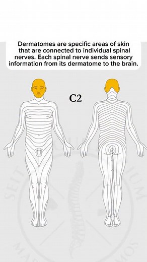 I was so happy in school when I learned about dermatomes, myotomes and sclerotomes This makes diagnosing easy! You can use dermatomes to help yourself by: • Identifying nerve issues: Pain, numbness, or tingling in a specific dermatome can indicate nerve compression or irritation at the spine. • Self-massage & acupressure: Stimulating the skin in affected dermatomes (e.g., with massage, acupuncture, or tapping) can help relieve nerve pain and improve circulation. • Stretching & mobility work: If 