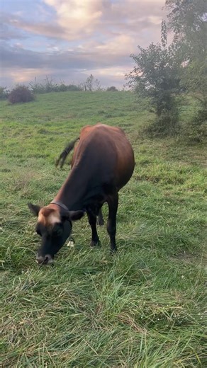 The love between these two is precious. He has loved her so well from the day she was born. They both look for each other every day. Love his heart for animals. 🥰 | Peaceful Hills Farm