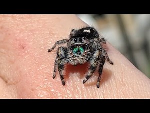 Pet Jumping Spider