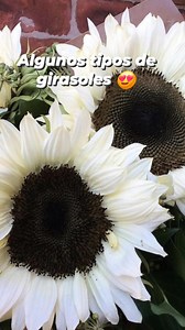 Algunos tipos de girasoles 🌻❤️✨️ . . . . #reelsviralシ #reelsfypシ #fypシ゚ #fyp #girasoles #amarillo #yellow #sunflowers #sunflower #blanco | Girasoles