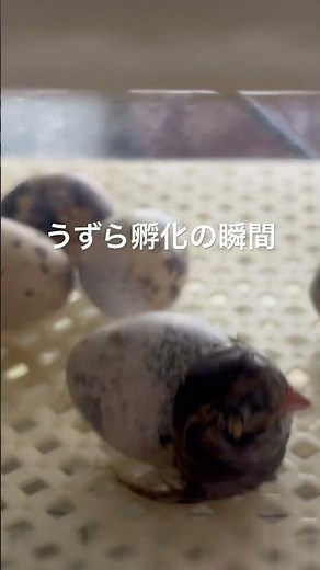 うずらの孵化の瞬間✨うずらが生まれてもうすぐ2年！ #ウズラ #孵化