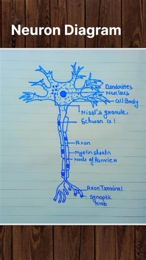 Neuron Diagram with Easy way 👍🏻 #neuron #diagram #biology #bio #art #artist #shorts #shortvideo