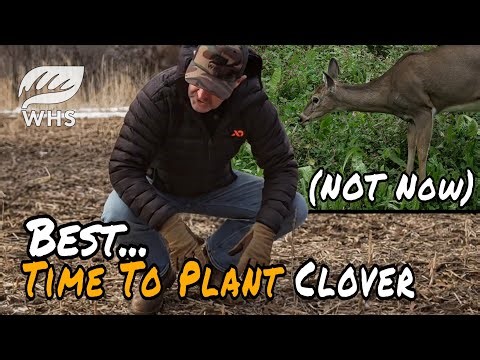 BEST Time To Plant Clover | It Isn't NOW