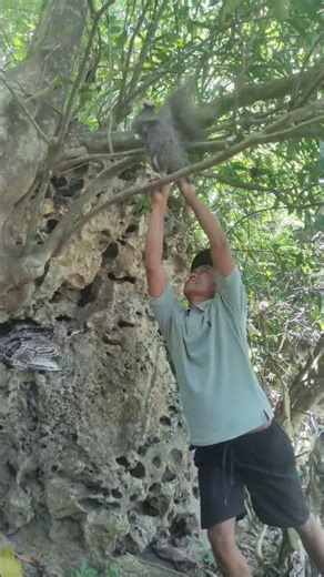 catch spotted chicken in a tree #shortvideo #nature #fyp