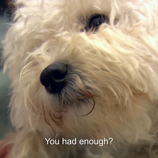 381K views · 11K reactions | Emergency C-section for overdue pregnant dog  | Vet On The Hill | Facebook