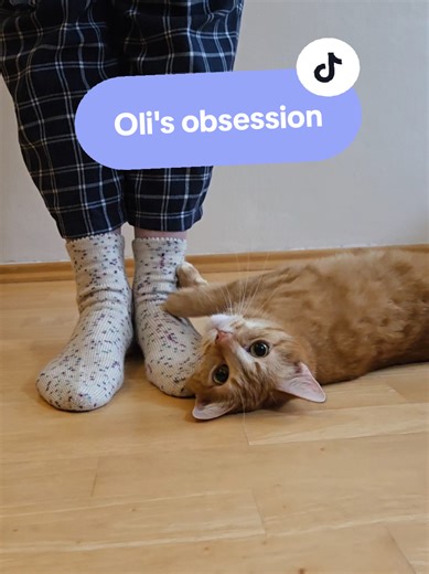 I honestly don’t know why, but for some reason sock yarn is pure catnip for Oli. Other yarns barely interest him, maybe mohair is an exception 😁 And when the socks are finished, it’s double pleasure for him, because he also has a very weird attraction to feet 🤨 #sockknitting #knitterscat #catlover #knitting #yarn