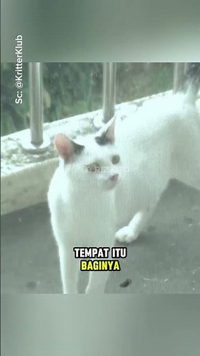 How strong this cat's bond and trust is with him