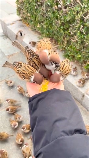 I feed sparrow bird | Trees Plants Info