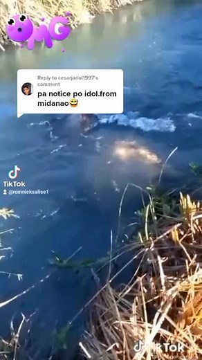 Swimming Beaver: Nature's Iconic Wetland Resident
