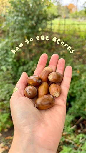 HOW TO EAT ACORNS 🐿️ ✨ Or… watch me eat acorns, because you might decide it’s too much effort! 😂 Once a staple food across Europe, acorns are rich, nutty, and full of slow-release energy, if you know how to prepare them 😍 The key is leaching out their tannins (the bitter compounds that protect the seed from being eaten in the wild) 🌱 There are two main methods: hot leaching (quick, but it removes some of the oils and starches and I find leads to a less tasty flour), and cold leaching (slow, 