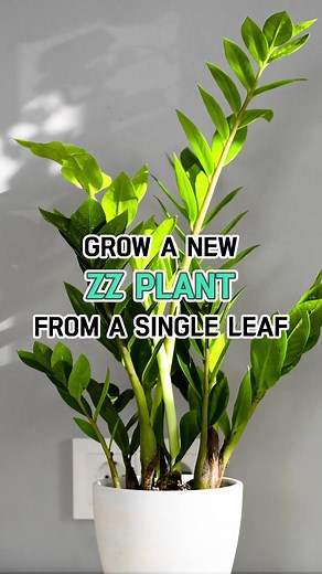 117K views · 485 reactions | Did you know ZZ plant is one of the easiest plants to propagate?! Even by cuttings or leaves, you always can get a new ZZ plant  Let's try to propagate our ZZ plant with its leaves today and wait for part 2 - from the stem cuttings  #succulentsbox #succulents #cactus #plants #houseplants #plantsmakepeoplehappy #plantcare #ZZplant #propagation | Succulents Box | Facebook