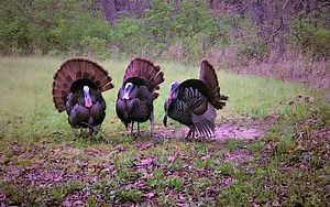 Youth Turkey Hunts | Heartland Lodge
