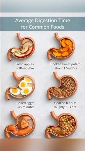 Average Digestion Time for Common Foods You Eat Daily