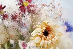 Background Flowers Videos, Download The BEST Free 4k Stock Video Footage & Background Flowers HD Video Clips